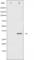 Insulin Like Growth Factor Binding Protein 3 antibody, abx012175, Abbexa, Western Blot image 