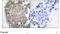Keratin 17 antibody, ab53707, Abcam, Immunohistochemistry paraffin image 