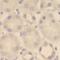 Pyridoxal Dependent Decarboxylase Domain Containing 1 antibody, FNab06293, FineTest, Immunohistochemistry frozen image 