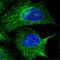 Tubulin Alpha 4a antibody, HPA043684, Atlas Antibodies, Immunofluorescence image 