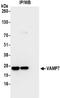 Vesicle Associated Membrane Protein 7 antibody, NBP2-32232, Novus Biologicals, Immunoprecipitation image 