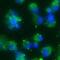Connexin-43 antibody, FNab10703, FineTest, Immunofluorescence image 