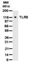 Toll Like Receptor 8 antibody, ALX-804-376-C100, Enzo Life Sciences, Western Blot image 