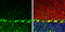 Coatomer subunit delta antibody, GTX630561, GeneTex, Immunohistochemistry frozen image 