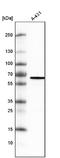 Methyltransferase Like 14 antibody, NBP2-59043, Novus Biologicals, Western Blot image 
