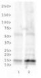 Histone Cluster 2 H3 Family Member D antibody, NB21-1164, Novus Biologicals, Western Blot image 