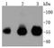 Interferon Regulatory Factor 3 antibody, A00165-3, Boster Biological Technology, Western Blot image 