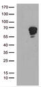 TSPY Like 1 antibody, TA811400, Origene, Western Blot image 