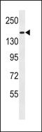 Protocadherin 9 antibody, PA5-48525, Invitrogen Antibodies, Western Blot image 