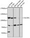 Solute Carrier Family 4 Member 1 (Diego Blood Group) antibody, 16-936, ProSci, Western Blot image 
