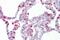 Hematopoietic Prostaglandin D Synthase antibody, PA5-43217, Invitrogen Antibodies, Immunohistochemistry frozen image 