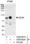 Kinesin Family Member 2C antibody, A300-922A, Bethyl Labs, Immunoprecipitation image 