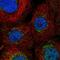 ENY2 Transcription And Export Complex 2 Subunit antibody, NBP1-90598, Novus Biologicals, Immunofluorescence image 