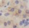 Small Proline Rich Protein 2F antibody, FNab08196, FineTest, Immunohistochemistry frozen image 