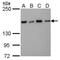 Tonsoku Like, DNA Repair Protein antibody, MA5-27769, Invitrogen Antibodies, Western Blot image 