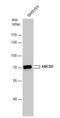 ATP Binding Cassette Subfamily D Member 2 antibody, NBP1-33435, Novus Biologicals, Western Blot image 