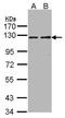 Dual Serine/Threonine And Tyrosine Protein Kinase antibody, GTX107925, GeneTex, Western Blot image 