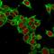 Glypican 3 antibody, GTX34762, GeneTex, Immunofluorescence image 