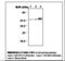 Enolase 2 antibody, LS-C61934, Lifespan Biosciences, Western Blot image 