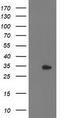 Haloacid Dehalogenase Like Hydrolase Domain Containing 2 antibody, CF502846, Origene, Western Blot image 