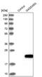 Growth Arrest And DNA Damage Inducible Gamma antibody, PA5-54840, Invitrogen Antibodies, Western Blot image 