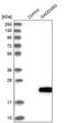 Growth Arrest And DNA Damage Inducible Gamma antibody, PA5-54840, Invitrogen Antibodies, Western Blot image 