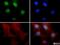 PLU-1 antibody, NBP1-97310, Novus Biologicals, Immunocytochemistry image 