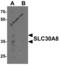 Solute Carrier Family 30 Member 8 antibody, 8485, ProSci Inc, Western Blot image 