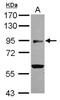 BEN Domain Containing 2 antibody, NBP2-15562, Novus Biologicals, Western Blot image 