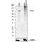 Neurofilament Medium antibody, AF3029, R&D Systems, Western Blot image 