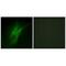 5-Hydroxytryptamine Receptor 4 antibody, A03681, Boster Biological Technology, Immunofluorescence image 