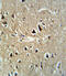 Proprotein Convertase Subtilisin/Kexin Type 2 antibody, 63-051, ProSci, Immunohistochemistry paraffin image 
