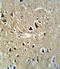 Neuroendocrine convertase 2 antibody, 63-051, ProSci, Immunohistochemistry paraffin image 