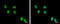 Zinc Finger Protein 329 antibody, GTX121645, GeneTex, Immunofluorescence image 