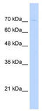 G2/M-Phase Specific E3 Ubiquitin Protein Ligase antibody, TA329864, Origene, Western Blot image 