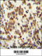 Olfactory Receptor Family 8 Subfamily B Member 8 antibody, 55-473, ProSci, Immunohistochemistry paraffin image 