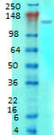 Glutamate Metabotropic Receptor 1 antibody, LS-C228687, Lifespan Biosciences, Western Blot image 