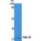 RAB26, Member RAS Oncogene Family antibody, LS-C386840, Lifespan Biosciences, Western Blot image 