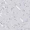 Cilia And Flagella Associated Protein 298 antibody, PA5-53803, Invitrogen Antibodies, Immunohistochemistry frozen image 