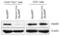 MYD88 Innate Immune Signal Transduction Adaptor antibody, 2127, QED Bioscience, Dot Blot image 