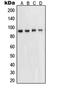Signal Transducer And Activator Of Transcription 5A antibody, orb214625, Biorbyt, Western Blot image 