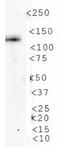 Autophagy And Beclin 1 Regulator 1 antibody, TA336728, Origene, Western Blot image 