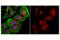 Calnexin antibody, 23198S, Cell Signaling Technology, Immunocytochemistry image 