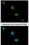Transducin-like enhancer protein 2 antibody, PA5-28360, Invitrogen Antibodies, Immunofluorescence image 