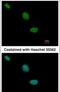 TLE Family Member 2, Transcriptional Corepressor antibody, PA5-28360, Invitrogen Antibodies, Immunofluorescence image 