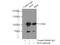 Hepatocyte Growth Factor-Regulated Tyrosine Kinase Substrate antibody, 10390-1-AP, Proteintech Group, Immunoprecipitation image 