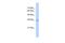 Ras Suppressor Protein 1 antibody, PA5-43158, Invitrogen Antibodies, Western Blot image 