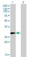 Vestigial Like Family Member 1 antibody, H00051442-M01, Novus Biologicals, Western Blot image 