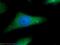 Sarcoglycan Epsilon antibody, 12407-1-AP, Proteintech Group, Immunofluorescence image 