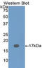 Dymeclin antibody, LS-C293713, Lifespan Biosciences, Western Blot image 